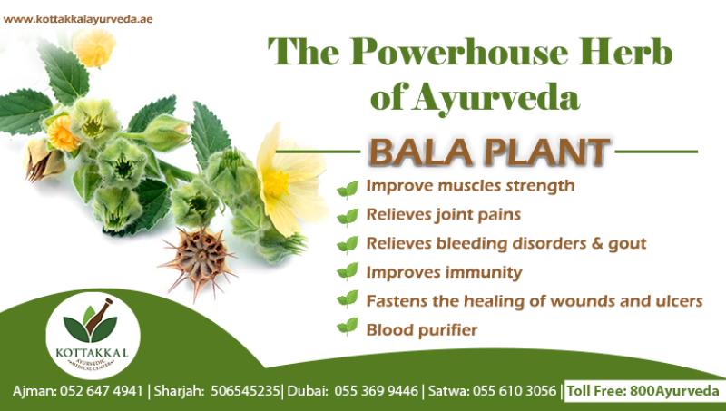 BALA : Powerhouse Herb of Ayurveda